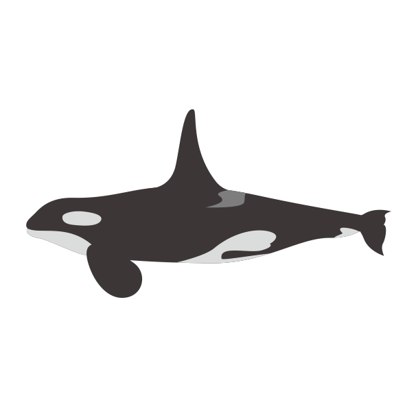イルカとクジラの違いは シャチ 海のイラストフリー素材集 海の仲間たち