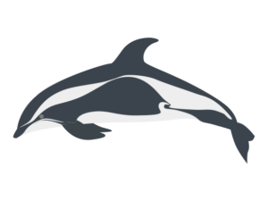 イルカ 海の生き物フリーイラスト素材集 海の仲間たち