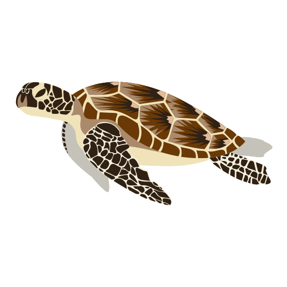 アオウミガメ 無料イラスト 海の仲間たち 海の生き物フリーイラスト素材集