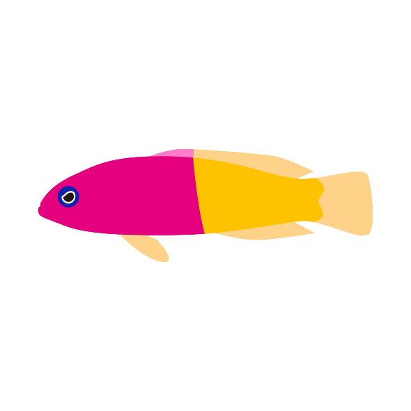 バイカラードティバック 海の生き物フリーイラスト素材集 海の仲間たち