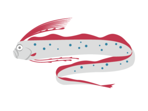 リュウグウノツカイのイラスト画像 深海魚