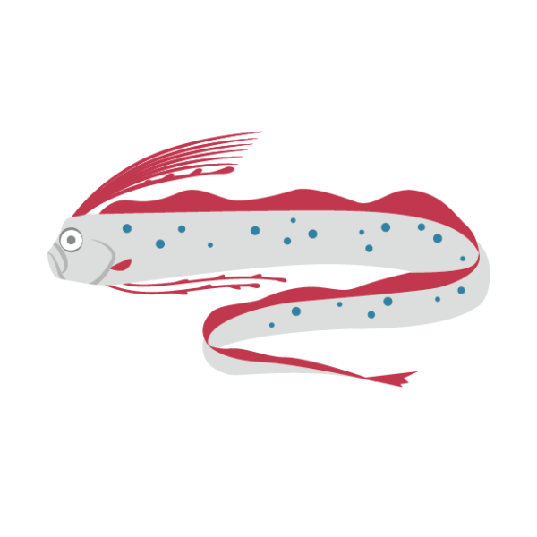 リュウグウノツカイのイラスト画像 深海魚