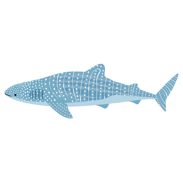 ジンベエザメ 無料イラスト 海の仲間たち 海の生き物フリーイラスト素材集