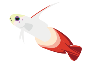 インド 海の生き物フリーイラスト素材集 海の仲間たち