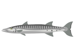 大西洋 海のイラストフリー素材集 海の仲間たち