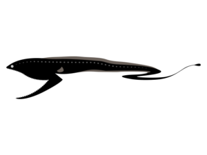 Eurypharynx Pelecanoides 海の生き物フリーイラスト素材集 海の仲間たち