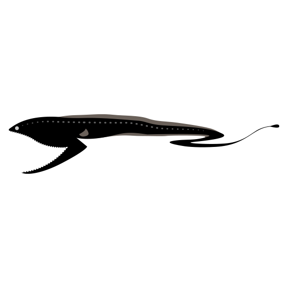 フクロウナギ 海の生き物フリーイラスト素材集 海の仲間たち
