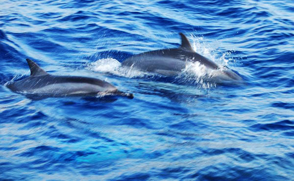 イルカとクジラの違いは シャチは 海のイラストフリー素材集 海の仲間たち