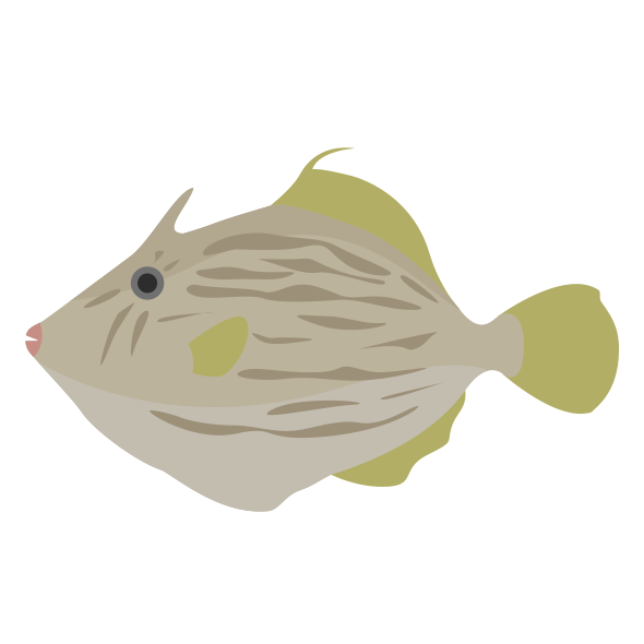 カワハギ 海の生き物フリーイラスト素材集 海の仲間たち カワハギ 海の生き物フリーイラスト素材集 海の仲間たち
