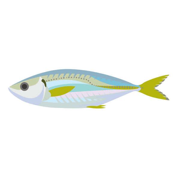 マアジ 海の生き物フリーイラスト素材集 海の仲間たち