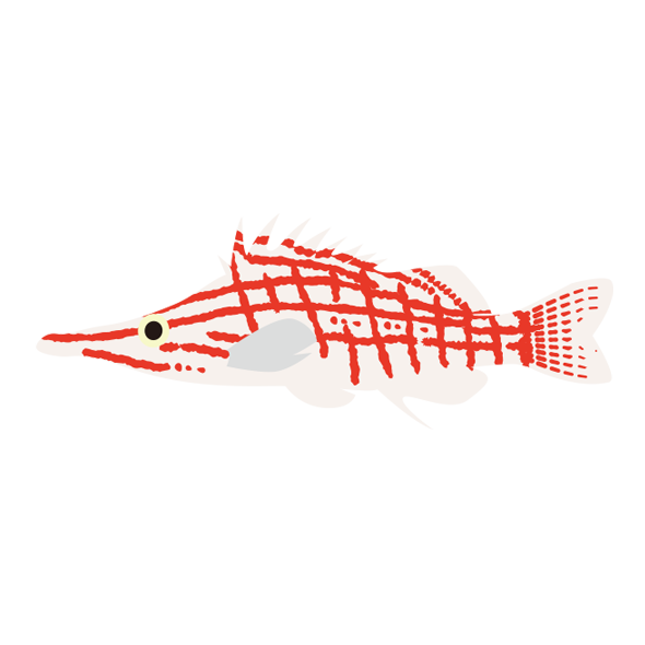 クダゴンベ 海の生き物フリーイラスト素材集 海の仲間たち