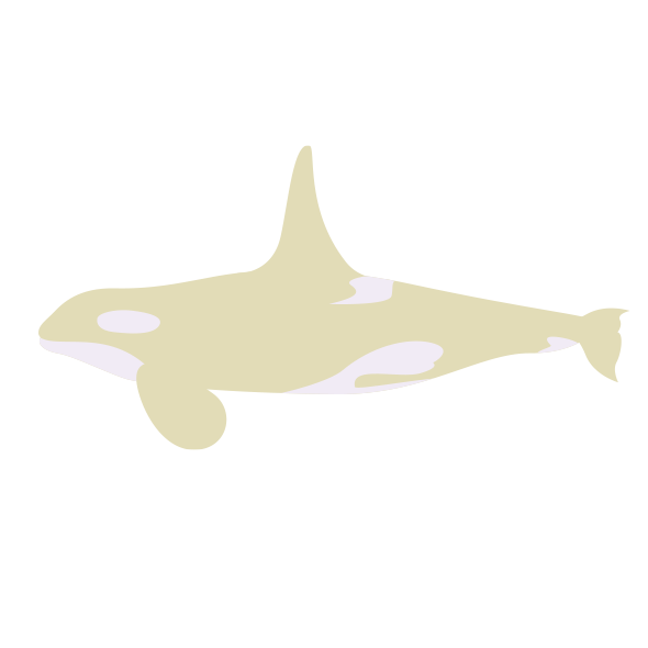 白いシャチ 海の生き物フリーイラスト素材集 海の仲間たち