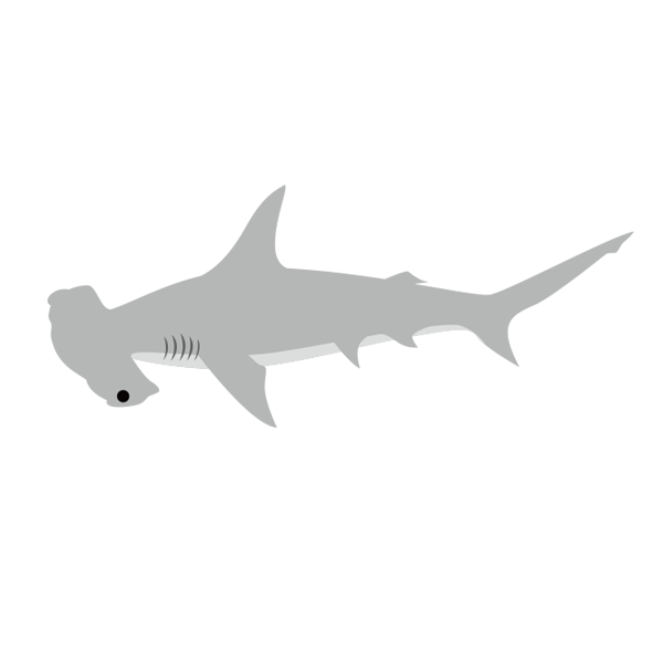 シロシュモクザメ 海の生き物フリーイラスト素材集 海の仲間たち