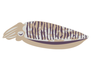 軟体類 海の生き物フリーイラスト素材集 海の仲間たち