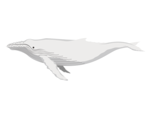 白鯨 海の生き物フリーイラスト素材集 海の仲間たち