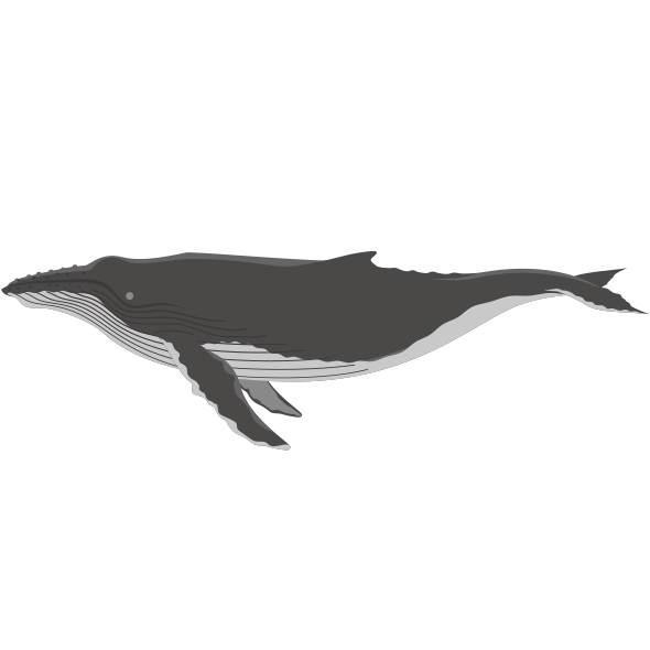 ザトウクジラ 海の生き物フリーイラスト素材集 海の仲間たち