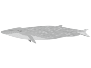 シロナガスクジラ 海の生き物フリーイラスト素材集 海の仲間たち