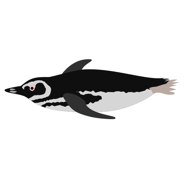 マゼランペンギン 海の仲間たち 海の生き物フリーイラスト素材集