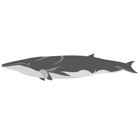 ミンククジラ 海の仲間たち 海の生き物フリーイラスト素材集