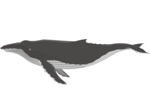 ザトウクジラのイラスト