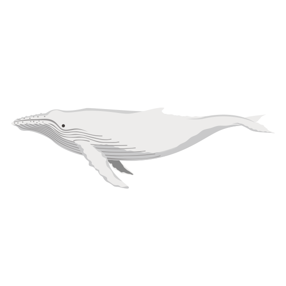 白いザトウクジラミガルー