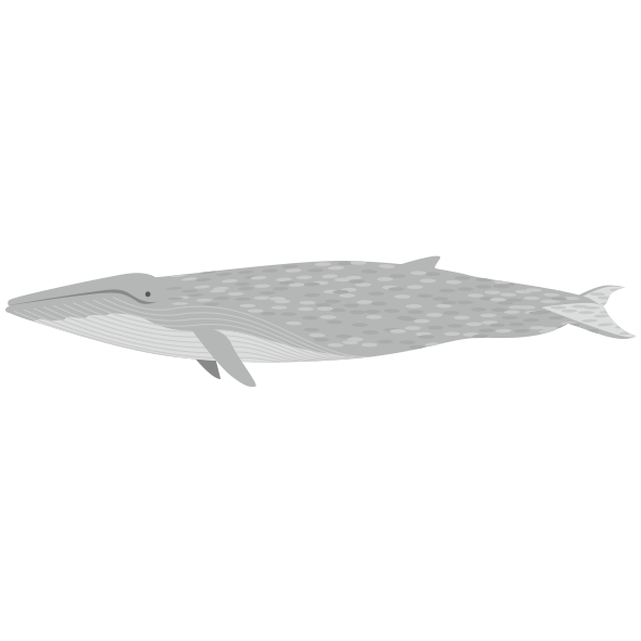 シロナガスクジラのイラスト