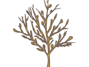 海藻 海の生き物フリーイラスト素材集 海の仲間たち