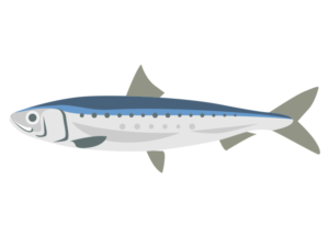 鰯 海の生き物フリーイラスト素材集 海の仲間たち
