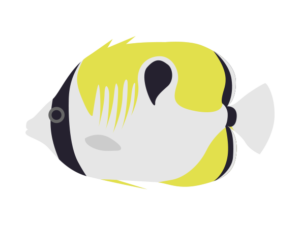 イッテンチョウチョウウオ-Teardrop butterflyfish