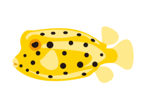 ミナミハコフグ-Yellow boxfish