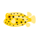 ミナミハコフグ-Yellow boxfish