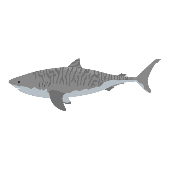 イタチザメ タイガーシャーク 海の生き物フリーイラスト素材集 海の仲間たち