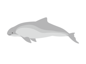 ネズミイルカ 海の生き物フリーイラスト素材集 海の仲間たち