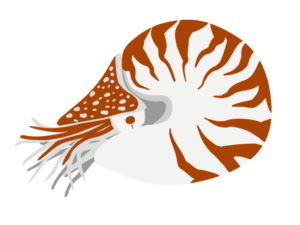 軟体類 海の生き物フリーイラスト素材集 海の仲間たち