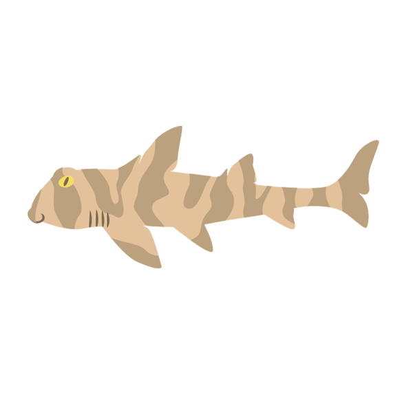 ネコザメ 海の生き物フリーイラスト素材集 海の仲間たち