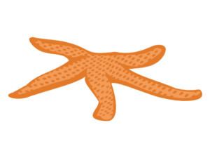 岩礁 海の生き物フリーイラスト素材集 海の仲間たち