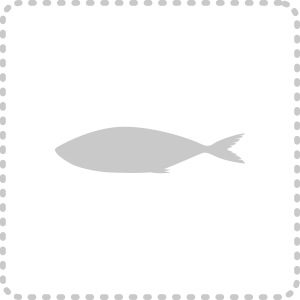 カテゴリー-魚深海魚