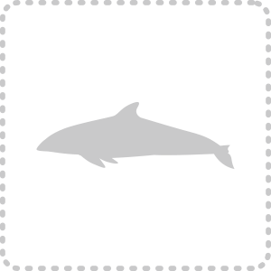 カテゴリー-海洋哺乳類海獣