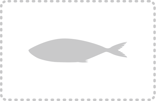 カテゴリー魚