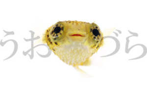 うおづら-魚を正面から撮影