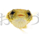 うおづら-魚を正面から撮影