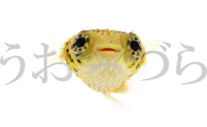 うおづら-魚を正面から撮影
