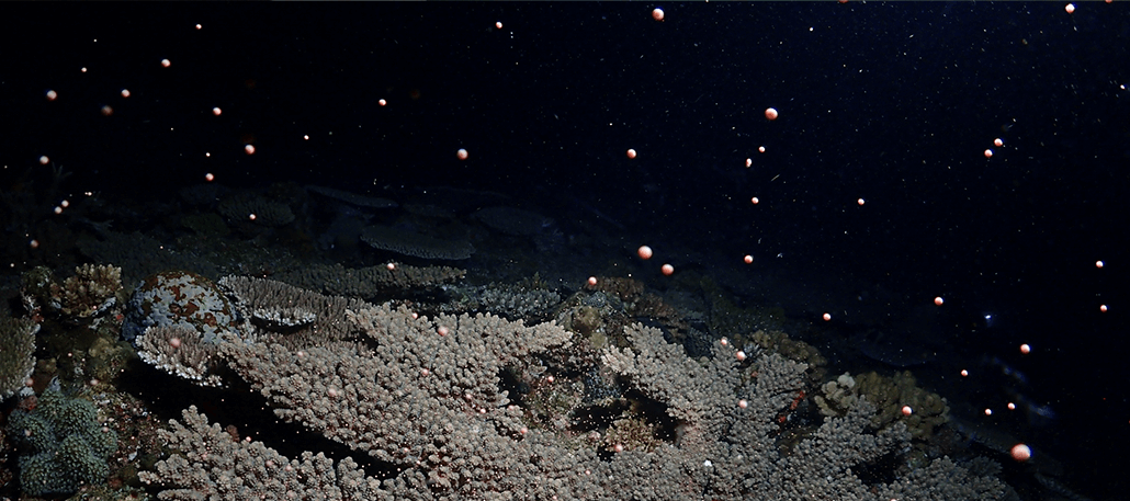 珊瑚の産卵シーン