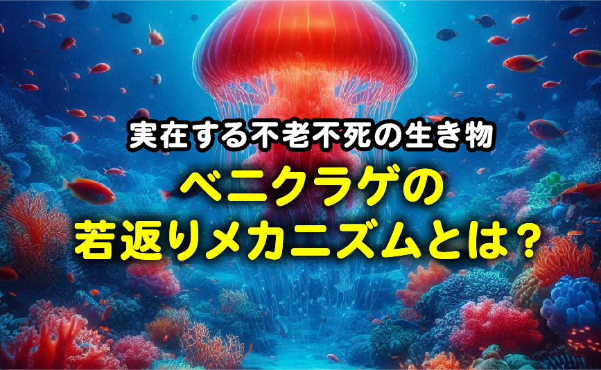 実在する不老不死の生き物ベニクラゲ若返りのメカニズムとは