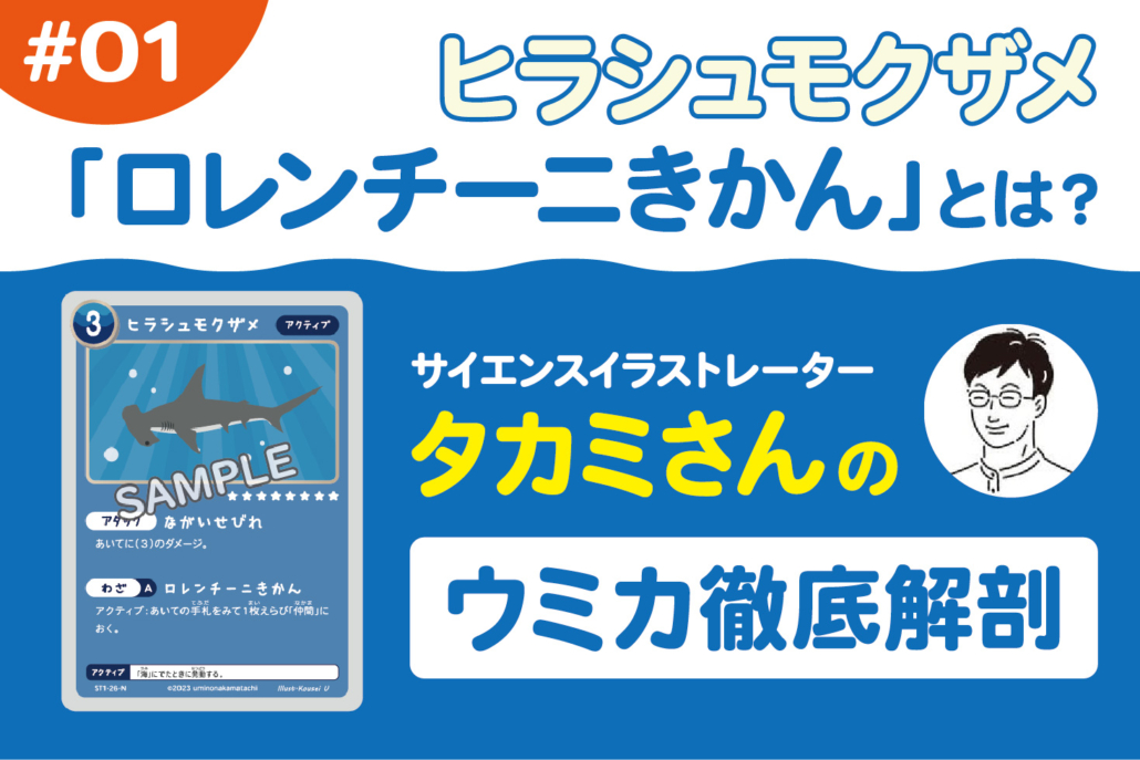 サイエンスイラストレータータカミさんのウミカ徹底解剖～ヒラシュモクザメのロレンチーニきかん