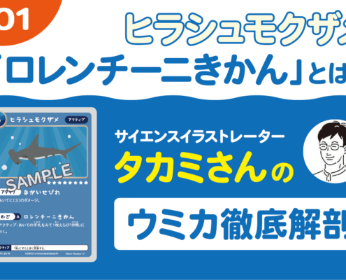 サイエンスイラストレータータカミさんのウミカ徹底解剖~ヒラシュモクザメのロレンチーニきかん