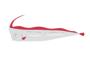 アカナマダのイラスト