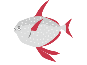 アカマンボウのイラスト 深海魚