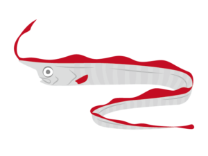 テングノタチのイラスト画像 深海魚