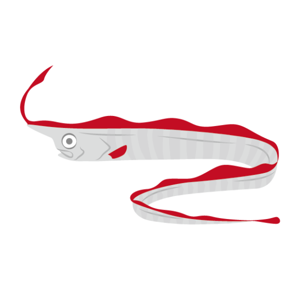 テングノタチのイラスト画像 深海魚